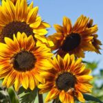 sunflowersfed_mariusz_s._jurgielewicz_102522